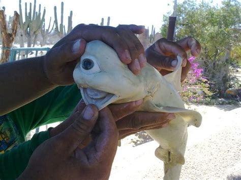one eyed cyclops shark|Cyclops Shark & Other Cryptic Creatures Make .